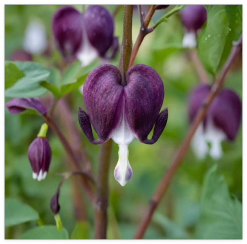 Dark Purple Bleeding Heart Seeds, Shade-Loving Flower, Lamprocapnos Spectabilis Garden Plant