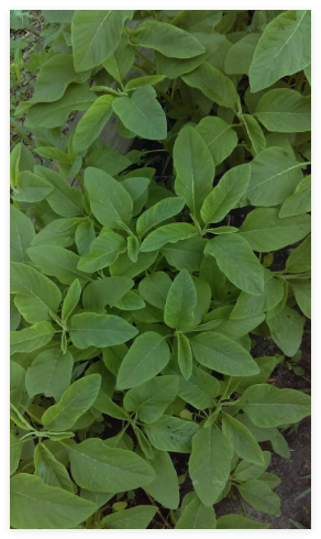 Green Amaranth Seeds, Jamaican Calaloo, Vegetable, Yin Cho, Efo, Tete. USA