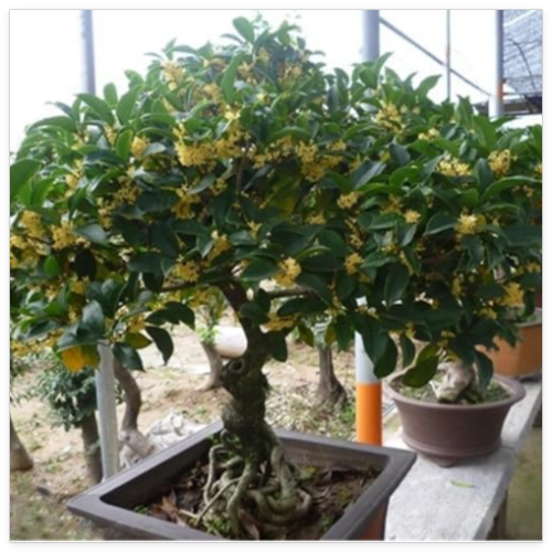 Osmanthus Fragrans flower Seed Plant, Fragrant Olive Sweet Osmanthus Tree Sweet Olive - (Color: 3)