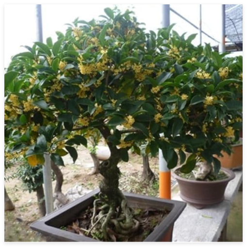 Osmanthus Fragrans flower Seed Plant, Fragrant Olive Sweet Osmanthus Tree Sweet Olive - (Color: 3)