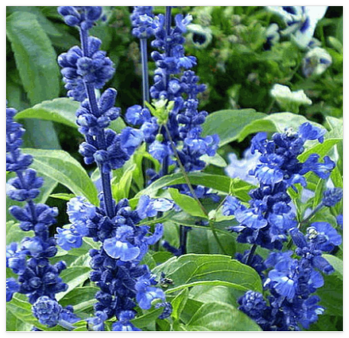 Blue Sage Seeds (Salvia farinacea)