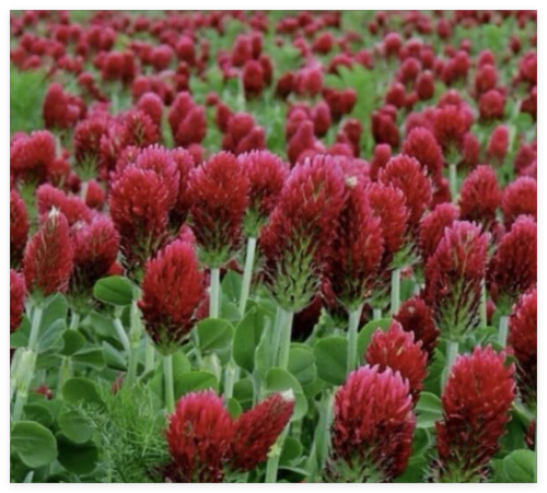 Crimson Clover Dixie (Trifolium Incarnatum) Seeds (Non-GMO) Inoculated