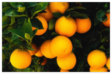 Dwarf Mandarin Orange Tree Organic Seeds – Citrus reticulata