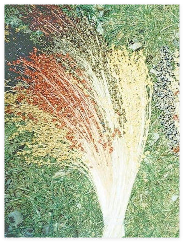 Multicolor Broom Corn Seeds with Tracking, Non-GMO Heirloom, Heirloom Seeds