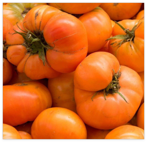 Amana Orange Tomato Seeds Fresh Harvest for Gardens