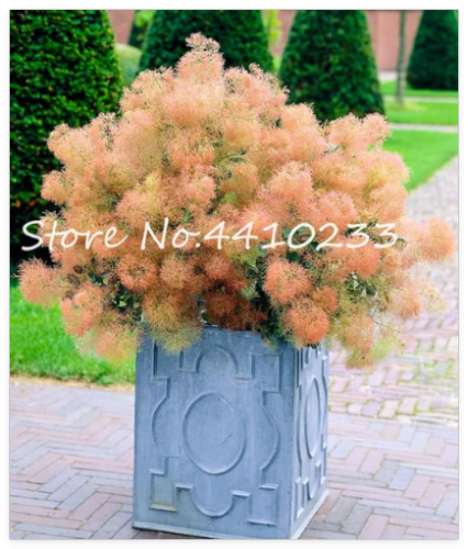 Ornamental Plant Cotinus Coggygria Tree Seed Landscape Design Smoke Bush Shrub, Family Home Garden Plants