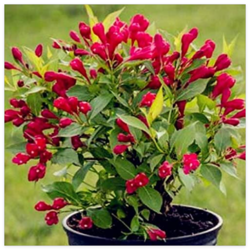 Beautiful Weigela Florida Flower Seed Rare Mixing Unique Flower plant Very Beautiful for Home Garden Planting - (Color: 4)