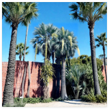 Mexican Blue Hesper Palm Seeds – Grey Goddess Seeds • Brahea armata