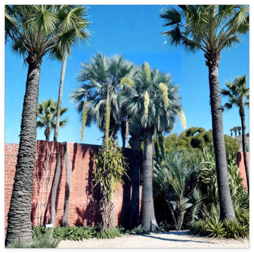 Mexican Blue Hesper Palm Seeds – Grey Goddess Seeds • Brahea armata