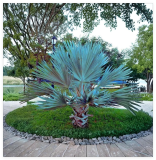 Mexican Blue Hesper Palm Seeds – Grey Goddess Seeds • Brahea armata