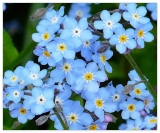 Forget ME NOT Seed Woodland Wildflower Blue Blooms Spring Summer F.Sun/Shade