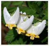 Dutchman's Breeches Seeds ~ Dicentra Cucullaria ~ Plants ~ Garden ~ Grow Your