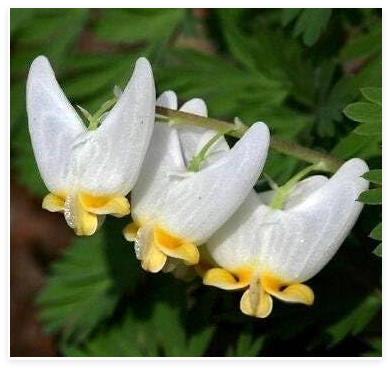 Dutchman's Breeches Seeds ~ Dicentra Cucullaria ~ Plants ~ Garden ~ Grow Your