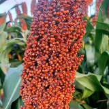 Disease-resistant No.4 Red Sorghum Hybrid Seeds | Wide Adaptability, Stable Productivity, Spring Sowing