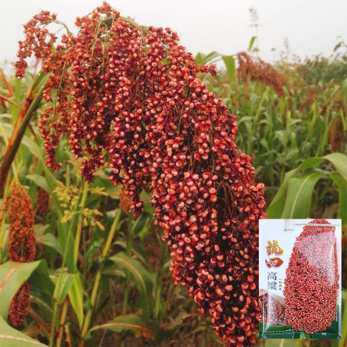 Disease-resistant No.4 Red Sorghum Hybrid Seeds | Wide Adaptability, Stable Productivity, Spring Sowing