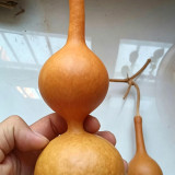 Xiaosan Ting Gourd Seeds – Unique shape, wide adaptability, easy to grow, perfect for home gardening