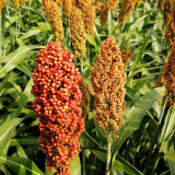 Disease-resistant No.4 Red Sorghum Hybrid Seeds | Wide Adaptability, Stable Productivity, Spring Sowing