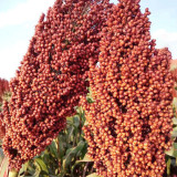 Disease-resistant No.4 Red Sorghum Hybrid Seeds | Wide Adaptability, Stable Productivity, Spring Sowing