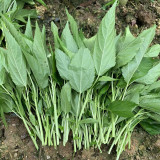 Corchorus olitorius Seeds – Jute Mallow, Fast-Growing, High Fiber, Edible Young Leaves, Harvest Before Flowering