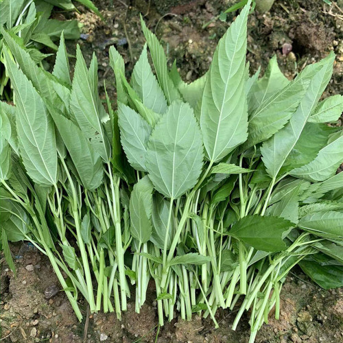 Corchorus olitorius Seeds – Jute Mallow, Fast-Growing, High Fiber, Edible Young Leaves, Harvest Before Flowering