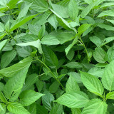 Corchorus olitorius Seeds – Jute Mallow, Fast-Growing, High Fiber, Edible Young Leaves, Harvest Before Flowering