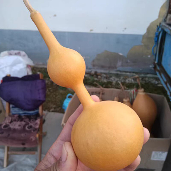 Xiaosan Ting Gourd Seeds – Unique shape, wide adaptability, easy to grow, perfect for home gardening