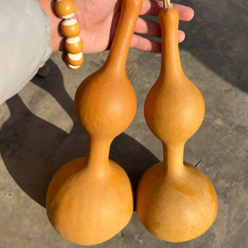 Da San Ting Gourd Seeds - High-Quality Easy-to-Grow Variety, Unique Shape, Simple to Plant, Highly Ornamental Value