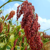 Disease-resistant No.4 Red Sorghum Hybrid Seeds | Wide Adaptability, Stable Productivity, Spring Sowing