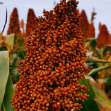 Disease-resistant No.4 Red Sorghum Hybrid Seeds | Wide Adaptability, Stable Productivity, Spring Sowing