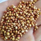 Disease-resistant No.4 Red Sorghum Hybrid Seeds | Wide Adaptability, Stable Productivity, Spring Sowing