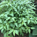 Corchorus olitorius Seeds – Jute Mallow, Fast-Growing, High Fiber, Edible Young Leaves, Harvest Before Flowering