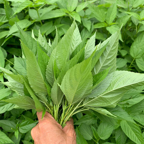 Corchorus olitorius Seeds – Jute Mallow, Fast-Growing, High Fiber, Edible Young Leaves, Harvest Before Flowering