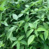 Corchorus olitorius Seeds – Jute Mallow, Fast-Growing, High Fiber, Edible Young Leaves, Harvest Before Flowering