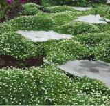 Irish Moss Ground Cover Seeds Perennial Low Growing, Mat‑Forming Lawn