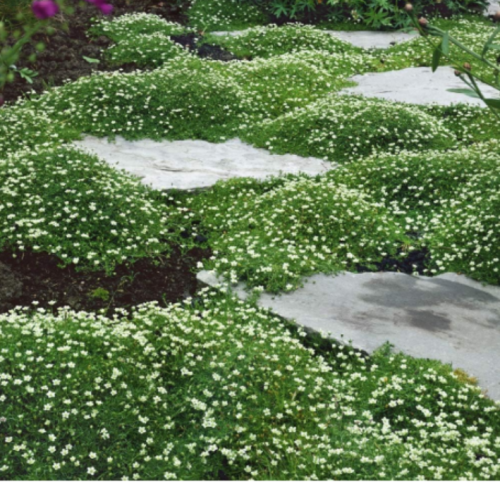 Irish Moss Ground Cover Seeds Perennial Low Growing, Mat‑Forming Lawn