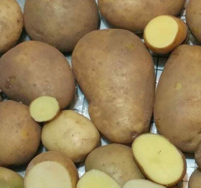 TPS True Potato Seeds Russet Organic Potatoes Not Tubers Open Pollinated Seed