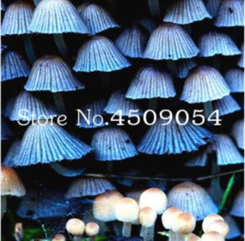 Rare Mushroom Seed Succlent Plants Edible Ornamenta Health Vegetable Mushroom seedsplants for Happy Farm - (Color: 9)