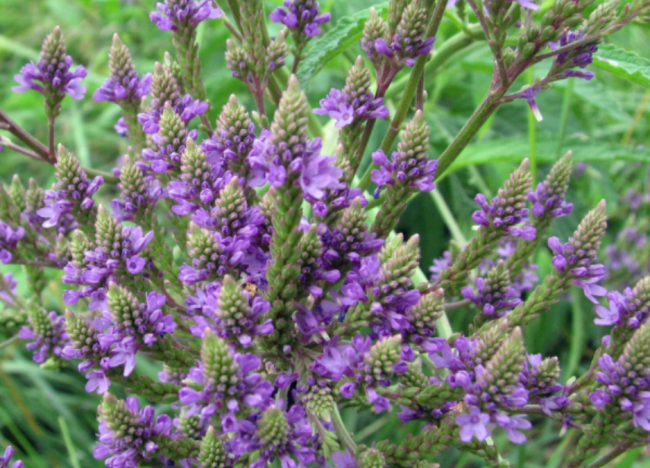 Verbena Hastata - Blue Vervain Seeds