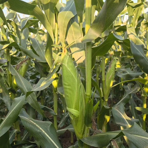 Zhongnong Tian No.488 Super Sweet Fruit Corn Seeds | Early Maturing, High Yield & Disease Resistant