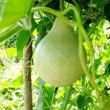 Dipper Gourd Seeds - easy to grow, highly adaptable, low maintenance, perfect for beginners and craft enthusiasts