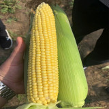 Zhongnong Tian No.488 Super Sweet Fruit Corn Seeds | Early Maturing, High Yield & Disease Resistant