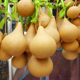Dipper Gourd Seeds - easy to grow, highly adaptable, low maintenance, perfect for beginners and craft enthusiasts