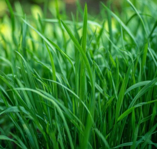 Garlic Chives Seeds | Flavorful Perennial Culinary & Garden Herb