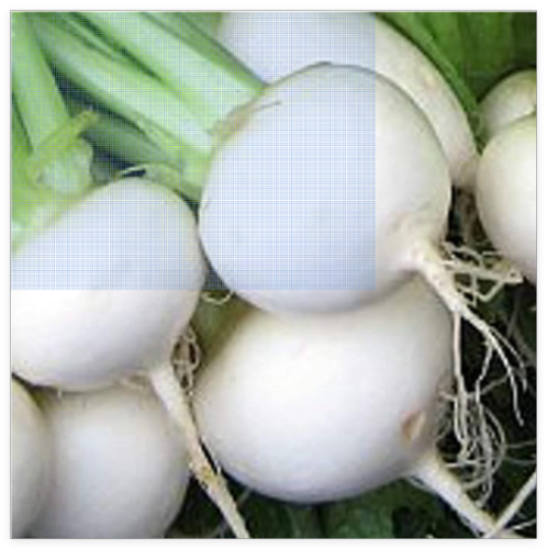White Egg Turnips Seeds (More Heirloom, Organic, Non GMO, Veget