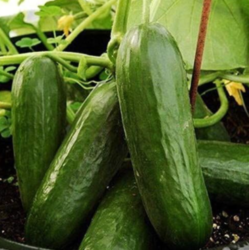 Picolino F1 Hybrid Cucumber Seeds