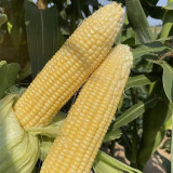 Zhongnong Tian No.488 Super Sweet Fruit Corn Seeds | Early Maturing, High Yield & Disease Resistant
