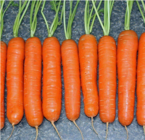 Little Finger Carrot Seeds Fresh Harvest for Gardens