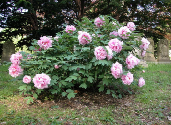 Peony Seeds (Paeonia suffruticosa) Tree Bush Flower
