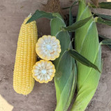 Zhongnong Tian No.488 Super Sweet Fruit Corn Seeds | Early Maturing, High Yield & Disease Resistant