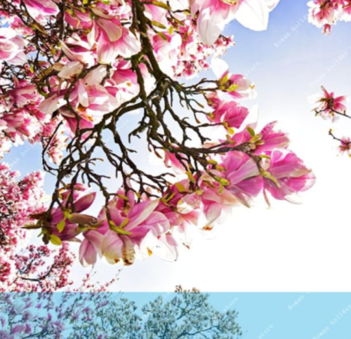 Magnolia Light Fragrant Garden Tree, Magnolia Flowers for Home Garden Ornamental Plant